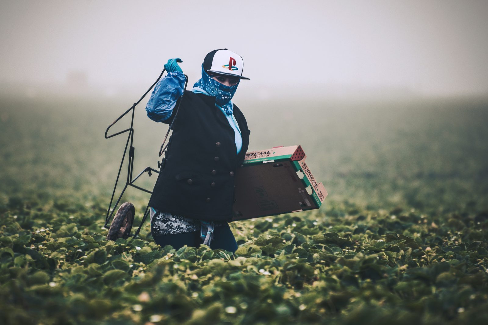 A farmworker kneels in a misty field, carrying produce boxes.